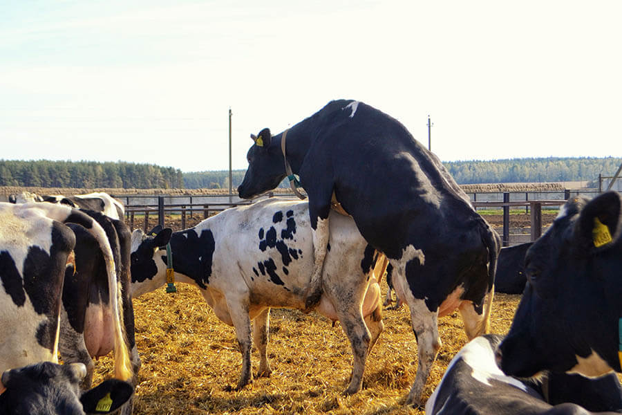 При наступлении половой охоты коровы проявляют специфическую поведенческую активность: в частности, осуществляют так называемые садки. Датчики охоты Ovi-Bovi, как и аналогичные респондеры ряда зарубежных фирм, отслеживают приближение овуляции по повышению двигательной активности коровы.