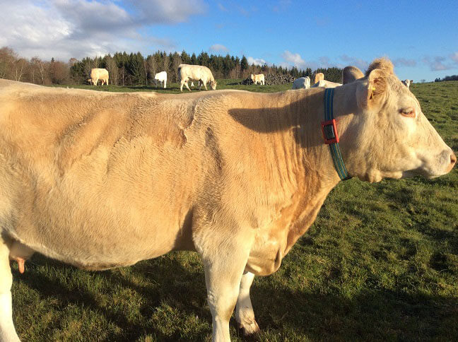 Charolais cows with Ovi tags